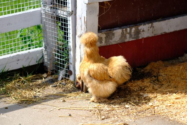 Farm Fluff