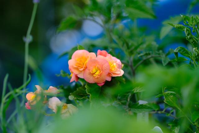 Peach Blossoms